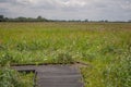 Landscape wicken fen