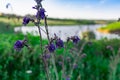 Landscape with a wide river and lots of green vegetation. Rostov oblast, the river Grushevka. Warm summer season