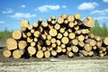 Landscape width stacked pine logs Royalty Free Stock Photo