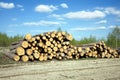 Landscape width stacked pine logs Royalty Free Stock Photo