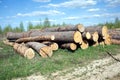 Landscape width stacked pine logs Royalty Free Stock Photo