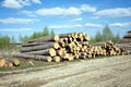 Landscape width stacked pine logs Royalty Free Stock Photo