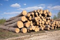 Landscape width stacked pine logs Royalty Free Stock Photo