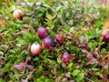 Landscape with wild cranberries growing in bog, autumn harvesting