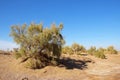 Landscape of desert and blue sky with haloxylon or saxaul trees