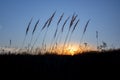 Landscape with wild field at sunset Royalty Free Stock Photo