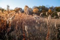 Landscape with wild field at sunset Royalty Free Stock Photo