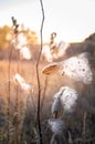 Landscape with wild field at sunset Royalty Free Stock Photo