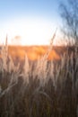 Landscape with wild field at sunset Royalty Free Stock Photo