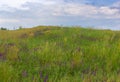 Landscape with wild flowering motley grasses on a hill against cloudy sky Royalty Free Stock Photo