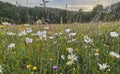 Landscape of wild flowers in an ancient hay meadow