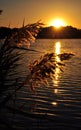 Landscape with wild grass and golden sunset over the lake. Royalty Free Stock Photo