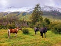 Landscape of wild horses in green meadow next to Andes mountain range of Tierra del Fuego. Group of horses grazing. Glaciers and