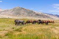Landscape with wild horses near the mountain. Altai, Mongolia Royalty Free Stock Photo