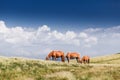 Landscape with wild horses near the mountain Royalty Free Stock Photo