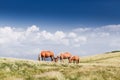 Landscape with wild horses near the mountain Royalty Free Stock Photo