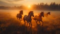 Herd of wild horses running gallop in dust at sunset time. A herd of horses running through a field on a Mexican Ranch Royalty Free Stock Photo