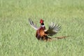 Landscape with wild pheasant ukraine 2017 Royalty Free Stock Photo