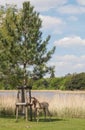 Landscape with Wild Pony Foal Royalty Free Stock Photo