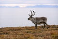 Landscape with wild reindeer. Summer Svalbard. with massive antlers horns deer On the Sunset, Norway. Wildlife scene from nature