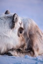 Wild reindeer. Winter Svalbard. with massive antlers in snow, Norway. Wildlife scene from nature Spitsbergen