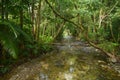 Landscape of a wild stream in Daintree National Park Queensland