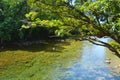 Landscape of a wild stream in Daintree National Park Queensland