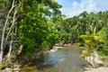 Landscape of a wild stream in Daintree National Park Queensland