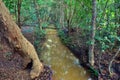 Landscape of a wild stream in Queensland Australia