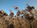 Wild tall beige grass. clear blue sky on the background.