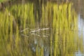 Willow tree reflected in the water of a lake in spring. Royalty Free Stock Photo