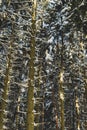 Trees in the winter forest. Winter background. Winter landscape. Plants and trees.