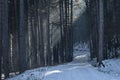 Landscape with winter forest and gleam sunbeams in snowy Vitosha mountain Royalty Free Stock Photo