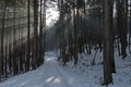 Landscape with winter forest and gleam sunbeams in snowy Vitosha mountain Royalty Free Stock Photo