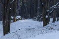 Landscape with winter forest and gleam sunbeams in snowy Vitosha mountain Royalty Free Stock Photo