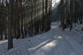 Landscape with winter forest and gleam sunbeams in snowy Vitosha mountain Royalty Free Stock Photo