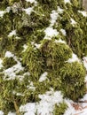 landscape in a winter forest, green moss on a tree Royalty Free Stock Photo