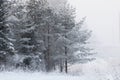 Landscape of the winter forest.