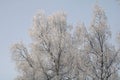 Landscape of the winter forest.