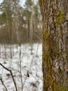 landscape in a winter forest - pine tree with moss Royalty Free Stock Photo