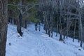 Landscape with winter forest and road in snowy Vitosha mountain Royalty Free Stock Photo