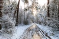 Landscape of winter pine forest covered with frost at sunny weather. Royalty Free Stock Photo