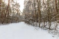 Landscape of winter pine forest covered with frost at sunny weather. Royalty Free Stock Photo