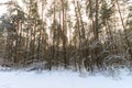 Landscape of winter pine forest covered with frost at sunny weather. Royalty Free Stock Photo