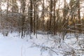 Landscape of winter pine forest covered with frost at sunny weather. Royalty Free Stock Photo