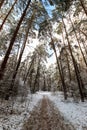 Landscape of winter pine forest covered with frost at sunny weather. Royalty Free Stock Photo