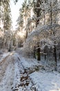 Landscape of winter pine forest covered with frost at sunny weather. Royalty Free Stock Photo