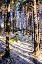 Landscape of winter pine forest covered with frost at sunny weather. First snow at autumn season. Royalty Free Stock Photo