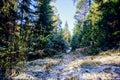 Landscape of winter pine forest covered with frost at sunny weather. First snow at autumn season. Royalty Free Stock Photo