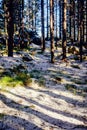 Landscape of winter pine forest covered with frost at sunny weather. First snow at autumn season. Royalty Free Stock Photo